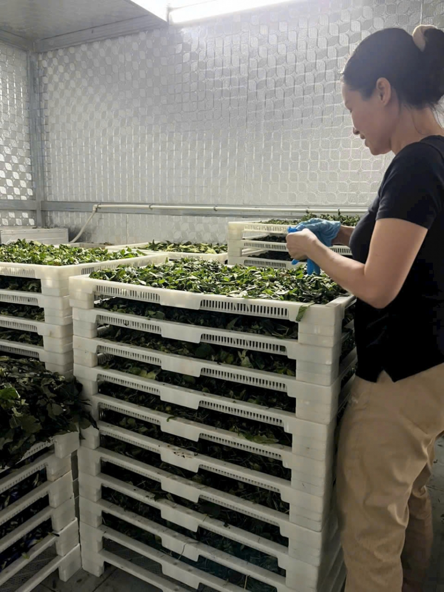 Có nên sử dụng khay sấy nhựa trong môi trường sấy nóng không?